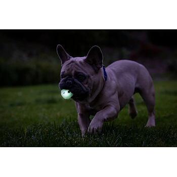 Svítící míčky s otevřenou konstrukcí, která psovi umožňuje užít si i delší hru bez zadýchání. Kompatibilní s házeči Chuckit! Velikost ideální pro malé psy. Dva míčky v balení.